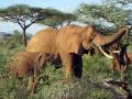 Elephant grazing: Credit - Kevin Uno, University of Utah